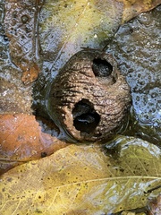 Sceliphron caementarium