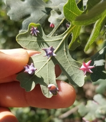 Cynips douglasii