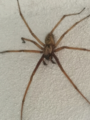 Eratigena atrica