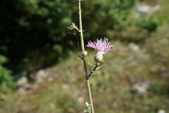 Centaurea caprina