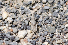 Oedipodinae