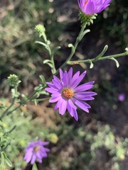 Dieteria canescens