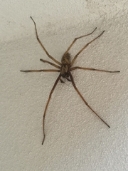 Eratigena atrica