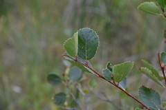 Betula pumila