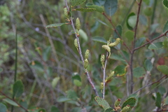 Betula pumila