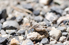 Oedipodinae