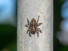 Euophryini