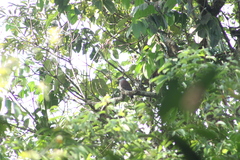 Patagioenas speciosa