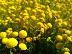 Cotula coronopifolia