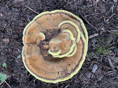 Phaeolus