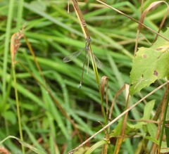 Lestidae