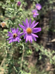 Dieteria canescens
