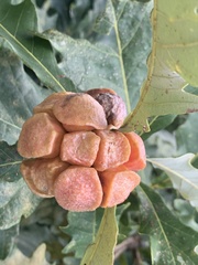 Andricus quercusstrobilanus