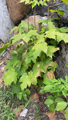 Acer saccharum