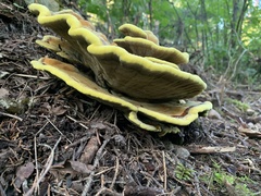 Phaeolus