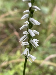 Spiranthes