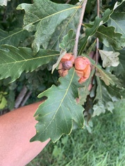 Andricus quercusstrobilanus