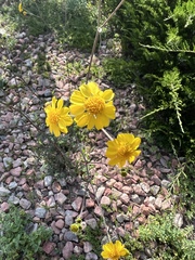 Hymenothrix dissecta