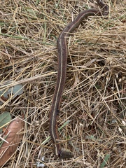 Thamnophis elegans terrestris