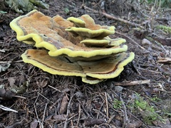 Phaeolus