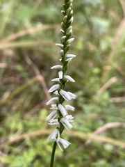 Spiranthes