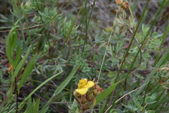 Dichanthelium acuminatum