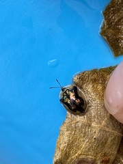 Deloyala guttata