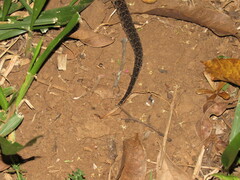 Bothrops jararacussu