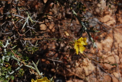 Fumana arabica