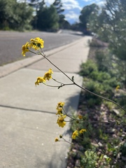 Hymenothrix dissecta