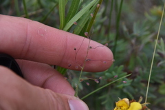 Dichanthelium acuminatum