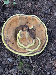 Phaeolus
