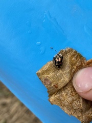 Deloyala guttata