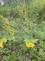 Chamaecrista fasciculata