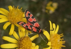 Zygaena fausta