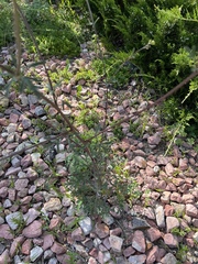 Hymenothrix dissecta