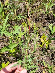 Ambrosia psilostachya