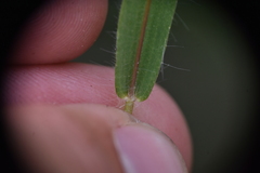 Dichanthelium acuminatum