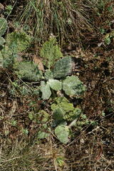 Salvia aethiopis