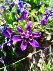 Lapeirousia oreogena