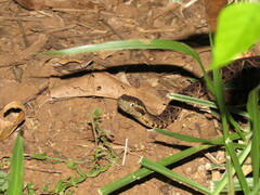 Bothrops jararacussu