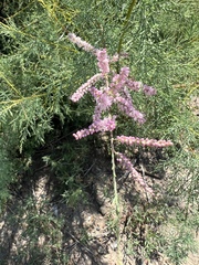 Tamarix chinensis