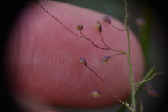 Dichanthelium acuminatum
