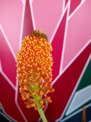 Bulbinella latifolia