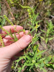 Ambrosia psilostachya