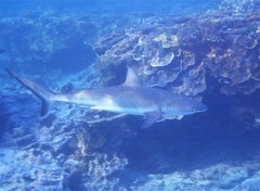Grey reef shark