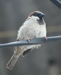 Passer domesticus