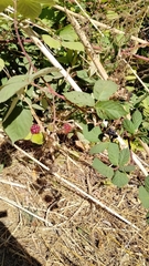 Rubus armeniacus