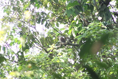 Patagioenas speciosa