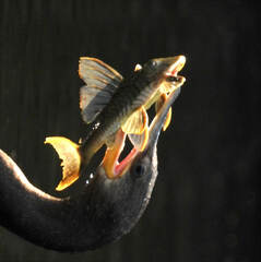 Hypostomus